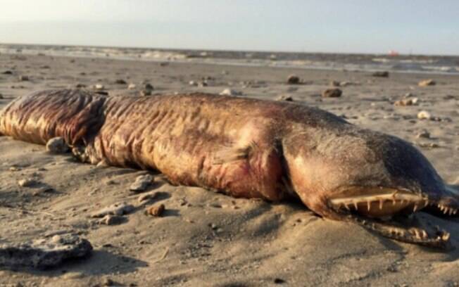 Animal foi encontrado em praia depois do desastre provocado pelo furacão Harvey, no Texas, nos EUA