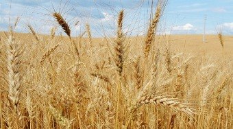 Recorde%20na%20importa%C3%A7%C3%A3o%20de%20trigo%20pode%20deixar%20o%20p%C3%A3o%20mais%20caro