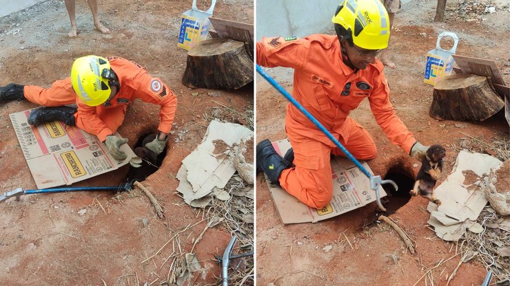 Bombeiros resgatam cinco filhotes de cachorro presos em buraco