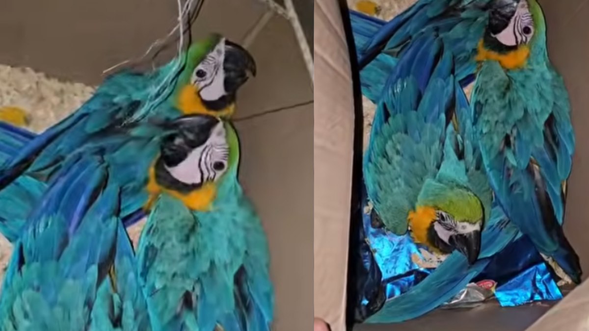 Araras-canindé são encontradas amarradas em caixa em SP