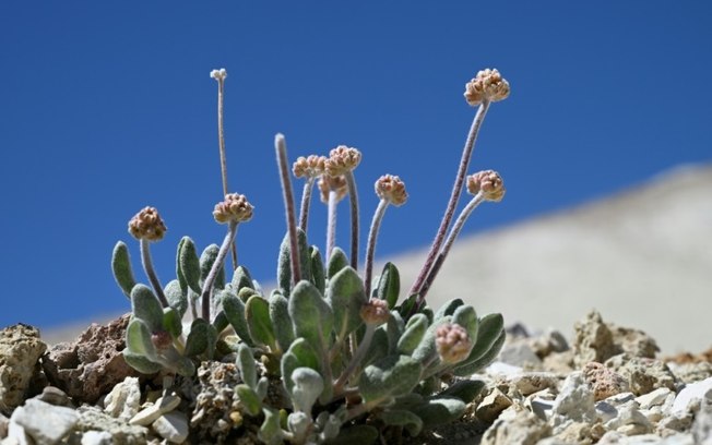 Uma planta de trigo sarraceno de Tiehm começa a brotar em seu habitat nativo entre searlesita e outras rochas minerais na Silver Peak Range, no condado de Esmeralda, Nevada