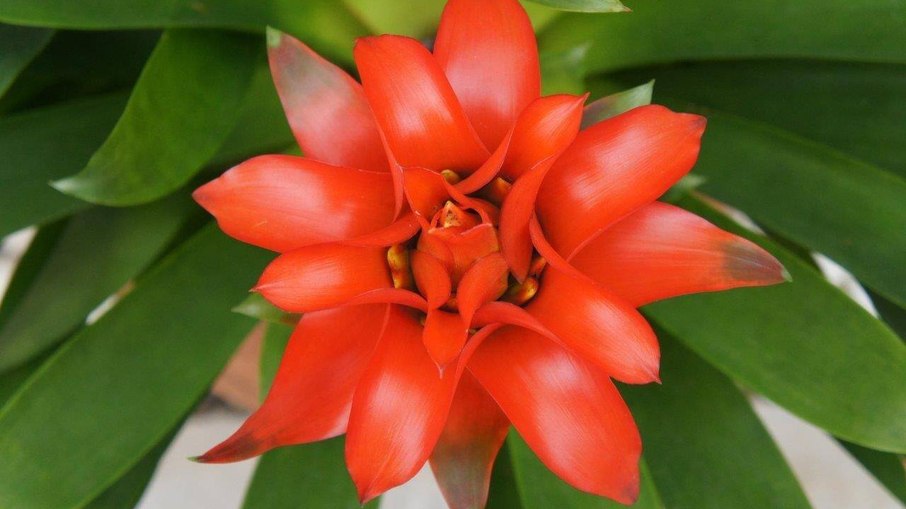 plantas exóticas plantas exóticas