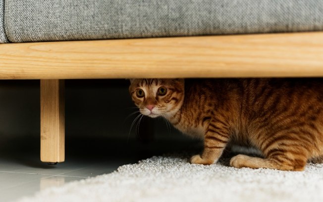 Por que os gatos se escondem? Entenda hábito comum entre os felinos
