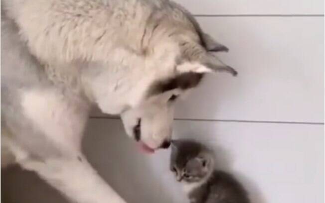 O cachorro não resistiu aos próprios instintos de proteção quando viu um gatinho tão pequeno