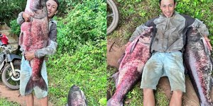 Pescador captura carpa gigante com mais de 30 kg; veja fotos