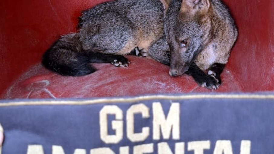 Pela primeira vez em seus 13 anos o patrulhamento ambiental da Guarda Civil Municipal (GCM) de Guarulhos resgatou um cachorro-do-mato, Pela primeira vez em seus 13 anos o patrulhamento ambiental da Guarda Civil Municipal (GCM) de Guarulhos resgatou um cachorro-do-mato,