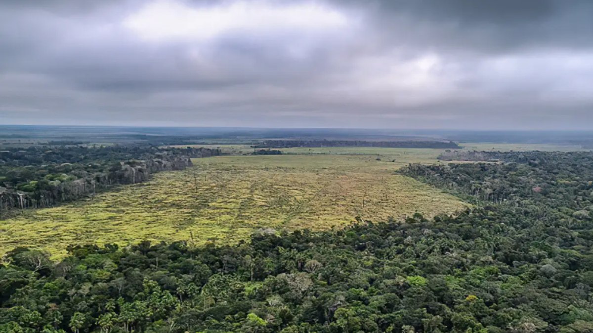 Desmatamento dentro da área da Amazônia Legal foi reduzido