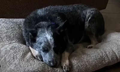 Cão sobrevive a enchente dentro de máquina de lavar no Texas