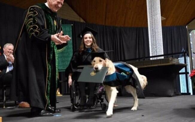 Cão-guia ganha diploma de universidade por acompanhar sua dona em todas as aulas