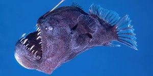 Diabo Negro: conheça o misterioso peixe das profundezas oceânicas