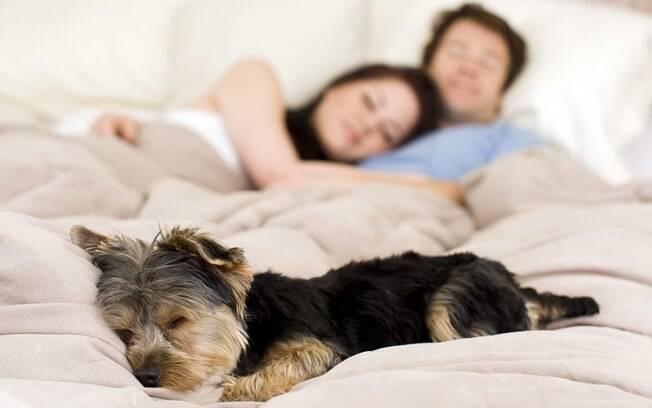Será que é bom dormir com o cachorro na sua cama?                
