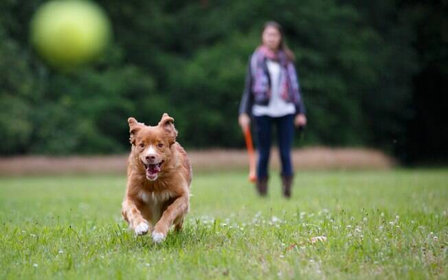 À medida que o canino vai aprendendo a te obedecer e respeitar os comandos, pode começar a levá-lo a parques maiores, com mais pessoas e cães