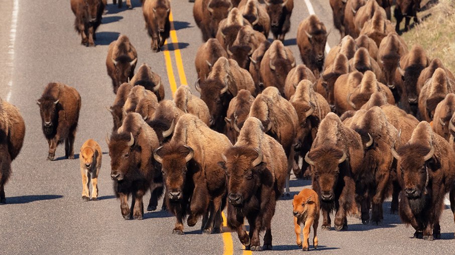 Bisões no parque Yellowstone, nos EUA