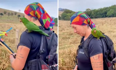 Maritaca pousa em peregrina durante o Caminho da Fé; vídeo