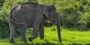 Elefante ataca guardas florestais e deixa 3 feridos; veja o vídeo