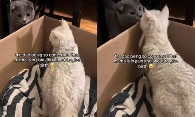 Gato fiel acompanha parto da companheira e emociona