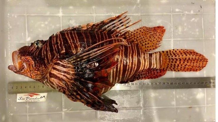 Peixe-le%C3%A3o%20capturado%20pode%20ser%20o%20maior%20do%20mundo