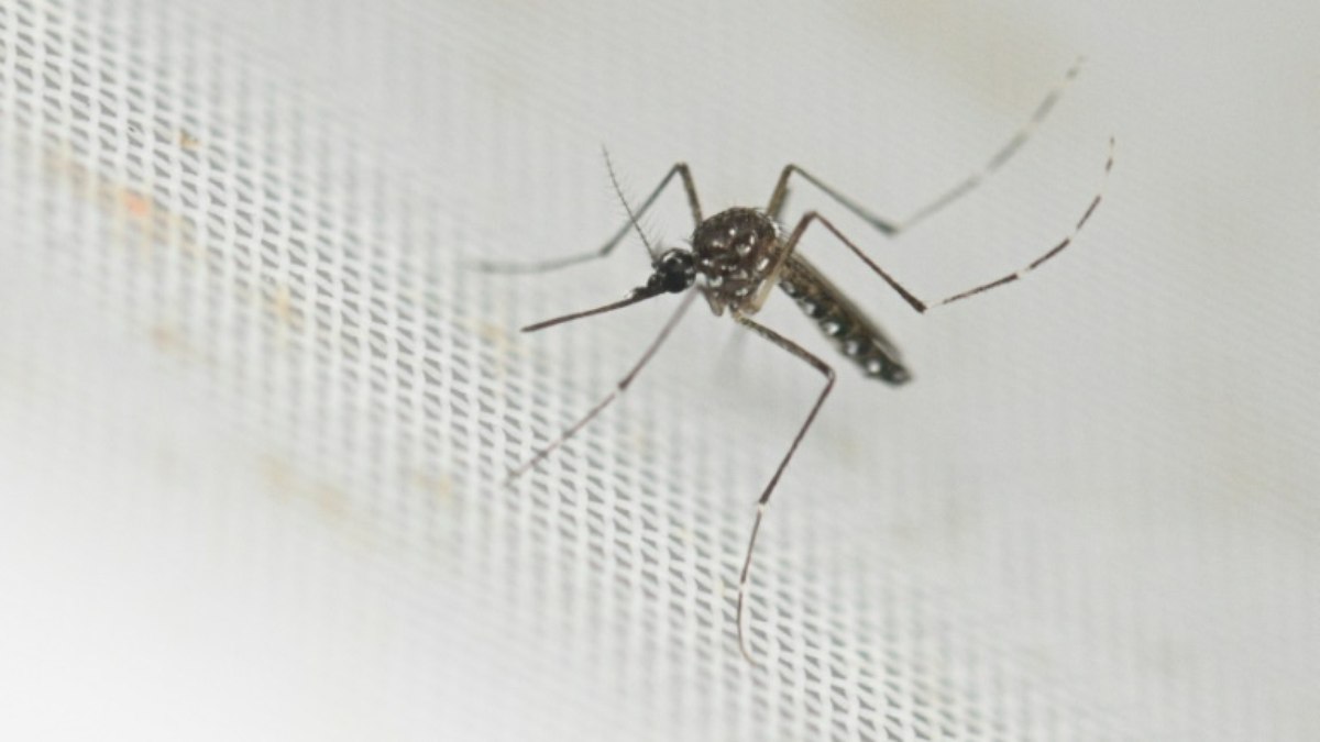 Um mosquito da espécie Aedes aegypti no laboratório do Centro de Estudios de Parasitología y Vectores del Instituto de Investigación CONICET em La Plata, Argentina