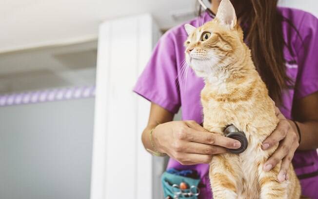 Gato em atendimento veterinário 