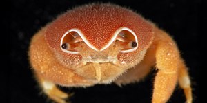 Cientistas encontram 149 novas espécies no fundo do oceano