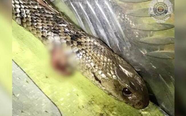 Homem conseguiu matar a cobra sem ser picado