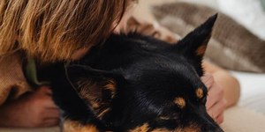 Veterinária indica a caminha de cachorro ideal para cada raça