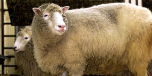 Ovelha Dolly: a evolução da clonagem a partir do primeiro animal