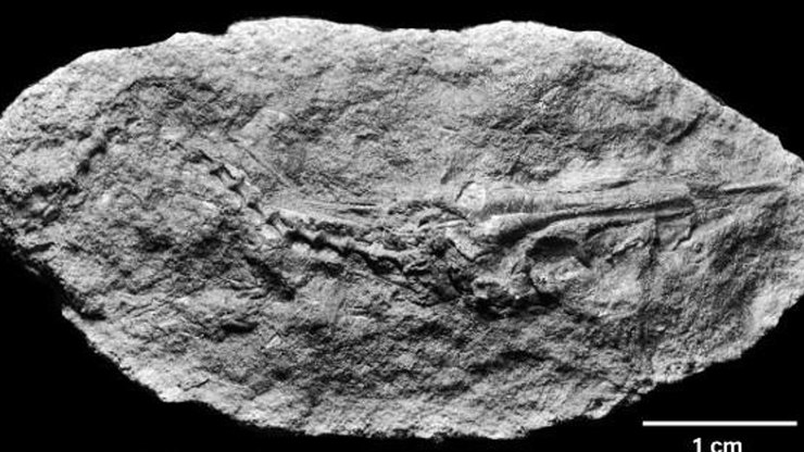 Peixe pré-histórico é descoberto por brasileiros na Antártica