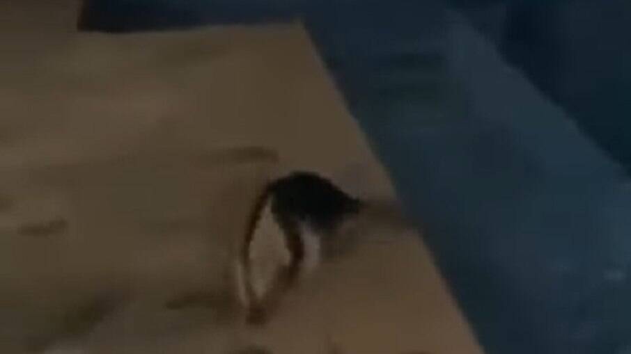 Tamanduá toma banho de piscina em Caldas Novas