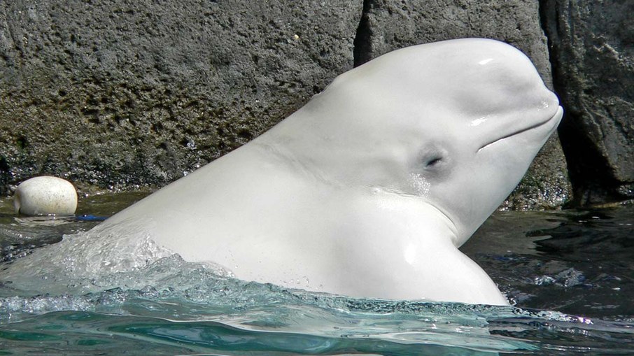 Baleia-beluga