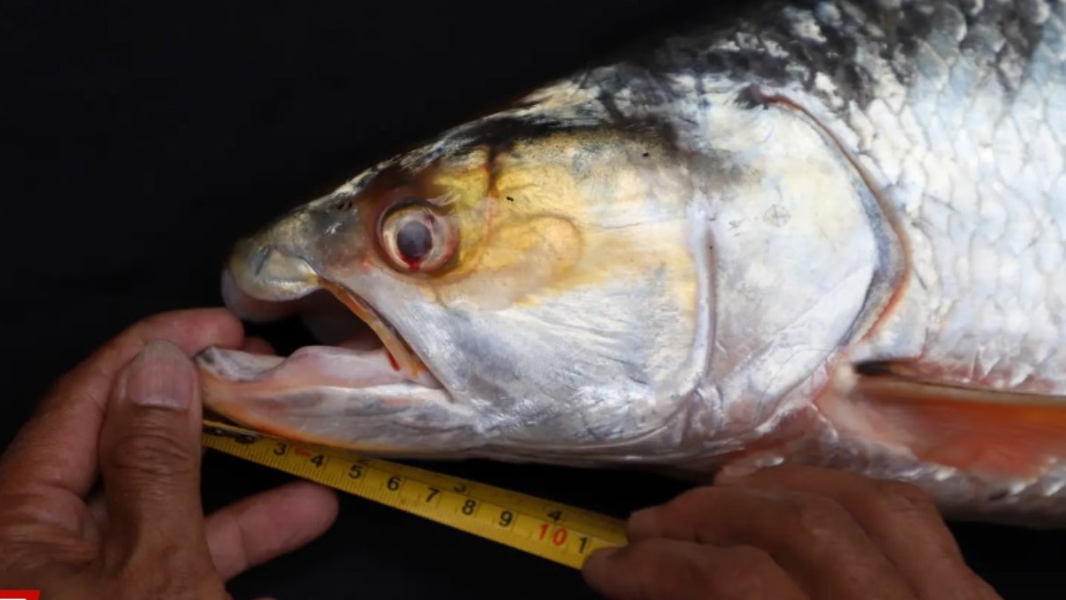 Faixa amarela ao redor dos olhos é a principal característica da carpa-salmão-gigante