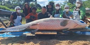 Peixe de mais de 2 metros é capturado no Rio Cautário