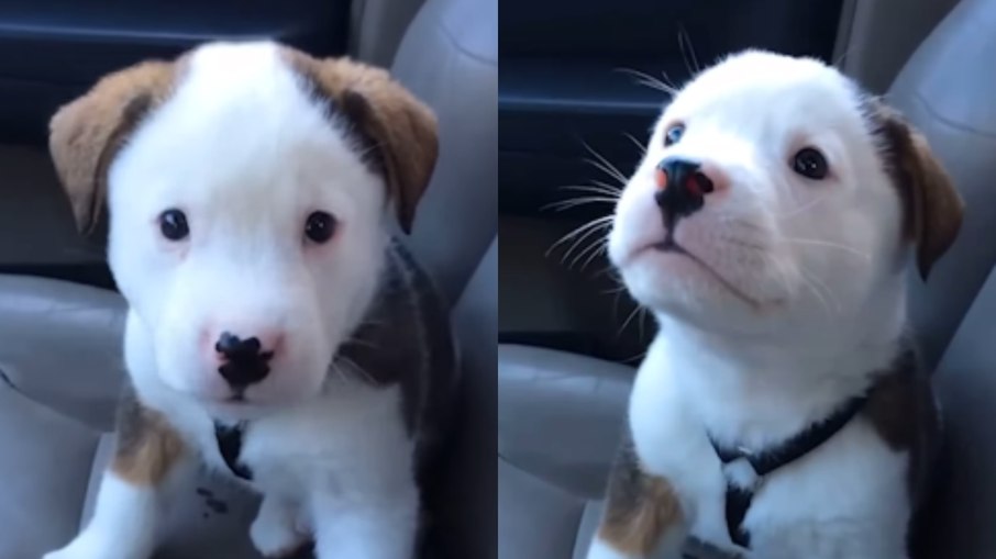 Cachorro viraliza ao ficar bravo com próprio soluço Cachorro viraliza ao ficar bravo com próprio soluço