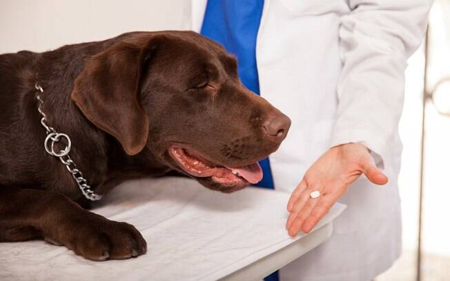 Confira várias dicas para aumentar a imunidade canina e evitar diversos problemas de saúde