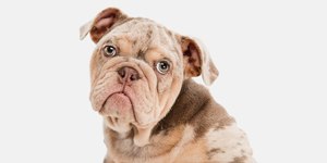Guia de Raças: buldogue inglês, o cão que enfrentava touros ferozes
