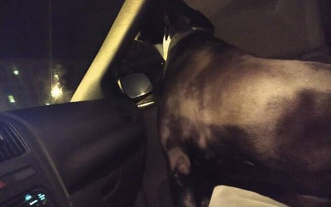 Cachorro em taxi