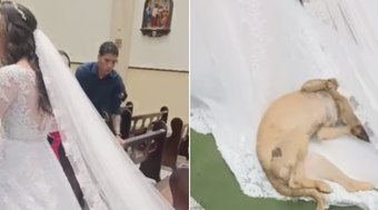 Cachorro invade igreja e deita em vestido de noiva em casamento