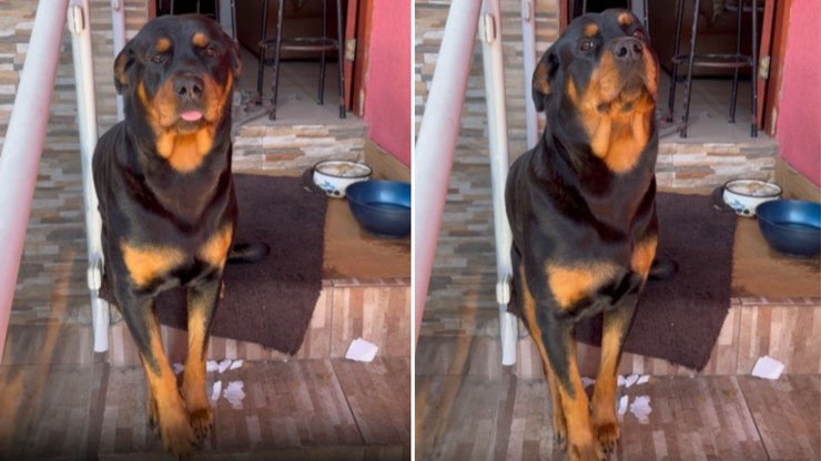 Rottweiler%20modelo%20posa%20para%20tutora%20ap%C3%B3s%20comandos