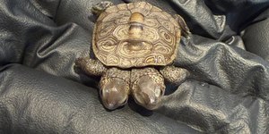 Tartaruga de duas cabeças é encontrada nos Estados Unidos