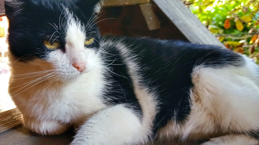Gato doméstico Gato doméstico