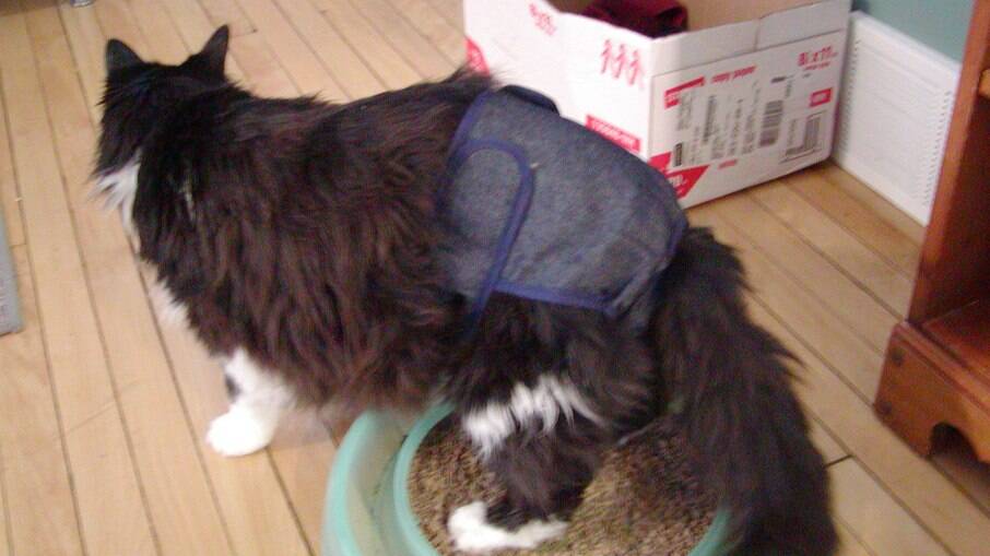 Existem muitas dicas de como fazer fraldas para o uso em gatos, mas o ideal é sempre consultar o médico veterinário