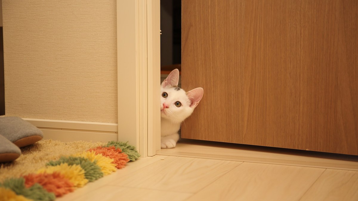 Os gatos precisam saber tudo o que acontece em todos os ambientes da casa