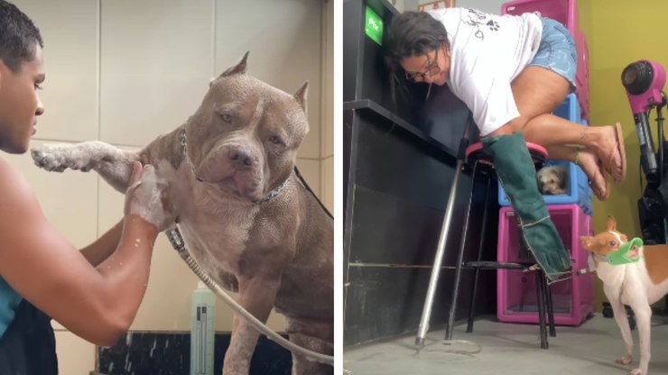 Reação oposta de pitbull e pinscher surpreende durante banho