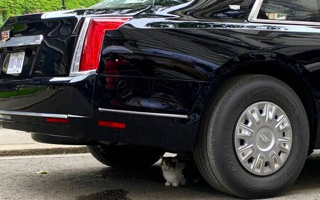 Gato famoso embaixo de carro de Donald Trump