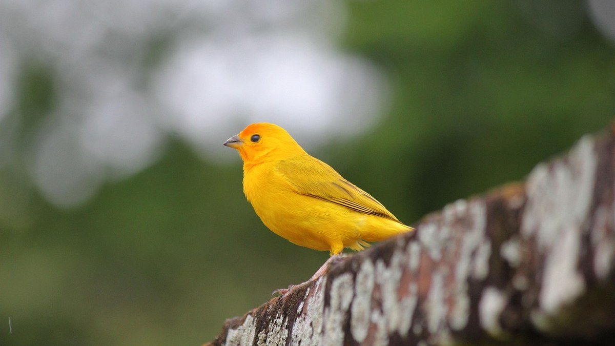 MPRJ age contra crime ambiental e dupla é flagrada com 160 aves silvestres em condições insalubres na Região Metropolitana do Rio MPRJ age contra crime ambiental e dupla é flagrada com 160 aves silvestres em condições insalubres na Região Metropolitana do Rio