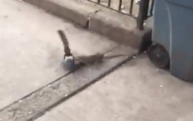 Vídeo flagrou rato e pomba brigando em Nova York.