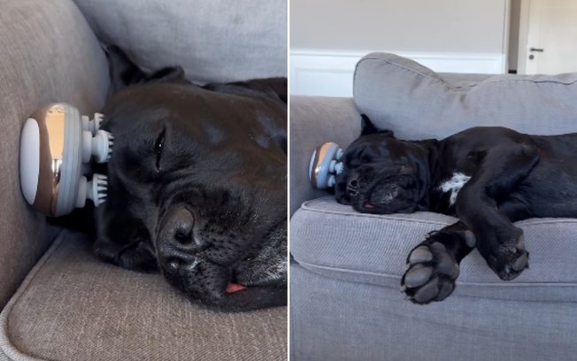 Cachorro surpreende ao dormir com aparelho que imita carinho 52zgwhdqmm1a4oclotrhjuxxt