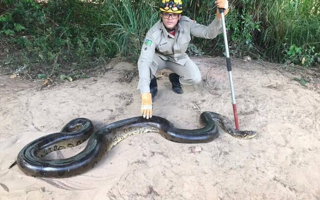 Cobra de 6 metros pesando 70 kg foi levada pelo Corpo de Bombeiros para ser solta a 15km de Piracanjuba, em Goiás.