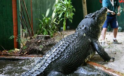 Cassius: Maior crocodilo em cativeiro do mundo morre na Austrália