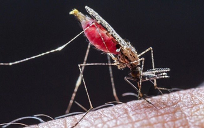 A malária é transmitida através da picada da fêmea do mosquito do gênero Anopheles infectada por uma ou mais espécies de protozoário do gênero Plasmodium